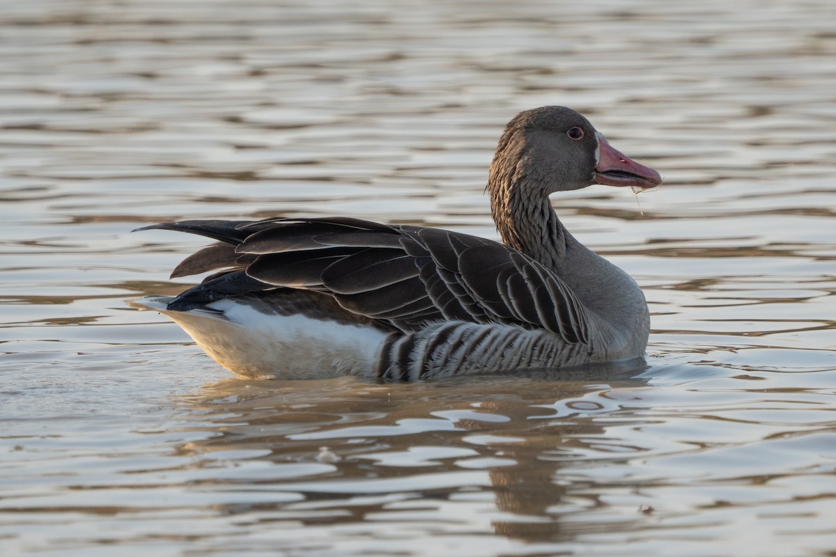 Graylag Goose - ML638360241