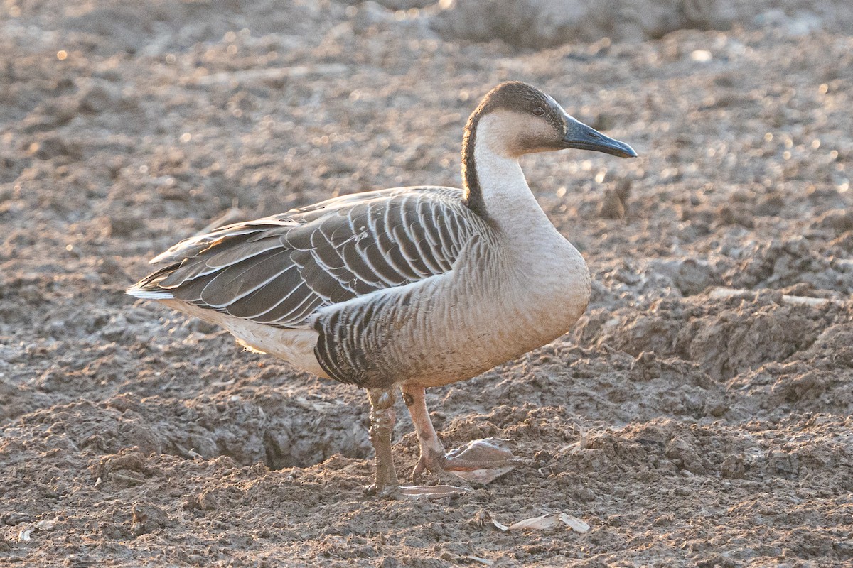 Ánsar Cisnal - ML638360256