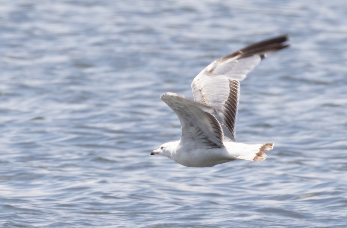 Gaviota de Delaware - ML638360261