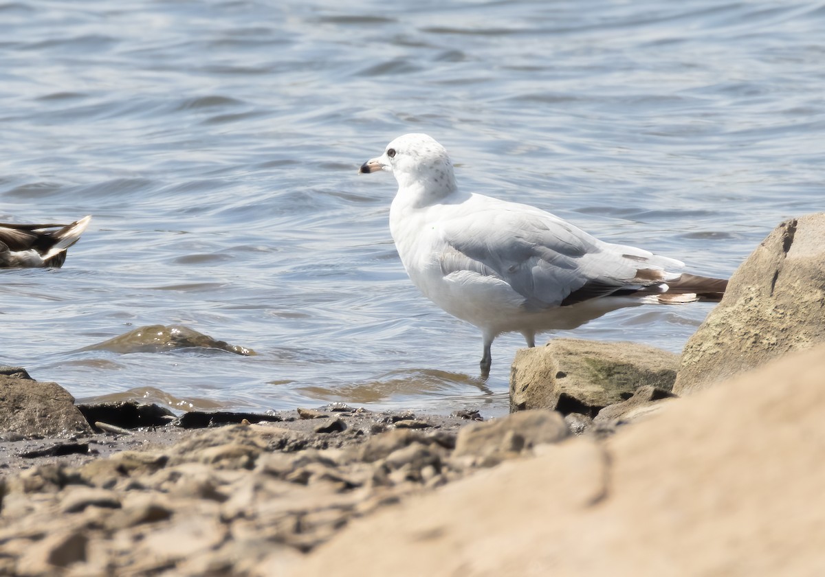 Gaviota de Delaware - ML638360262
