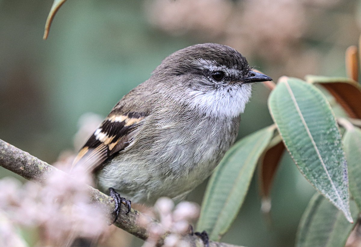 White-throated Tyrannulet - ML638360286