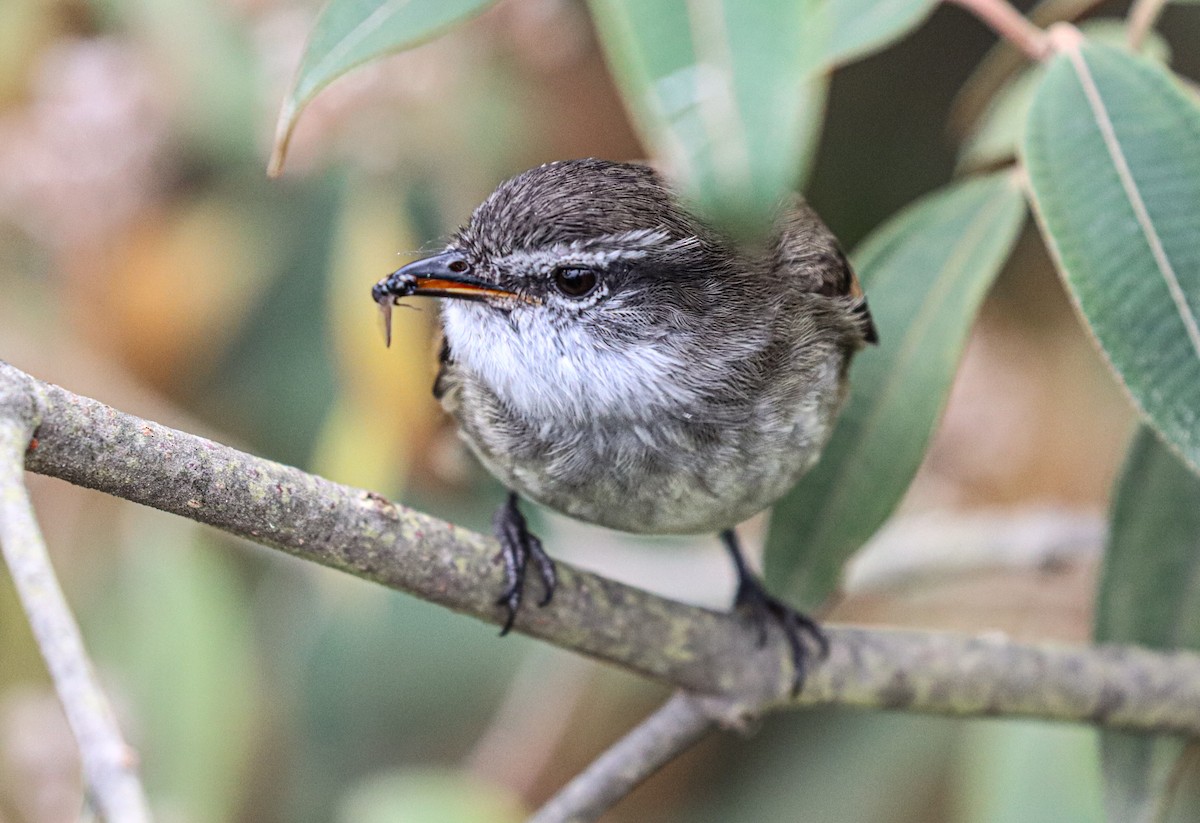 White-throated Tyrannulet - ML638360287