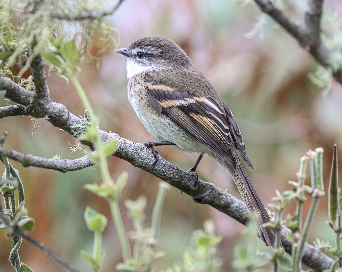 White-throated Tyrannulet - ML638360288