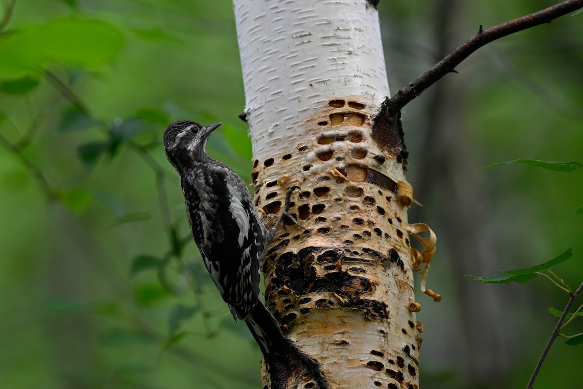 Yellow-bellied Sapsucker - ML638360295