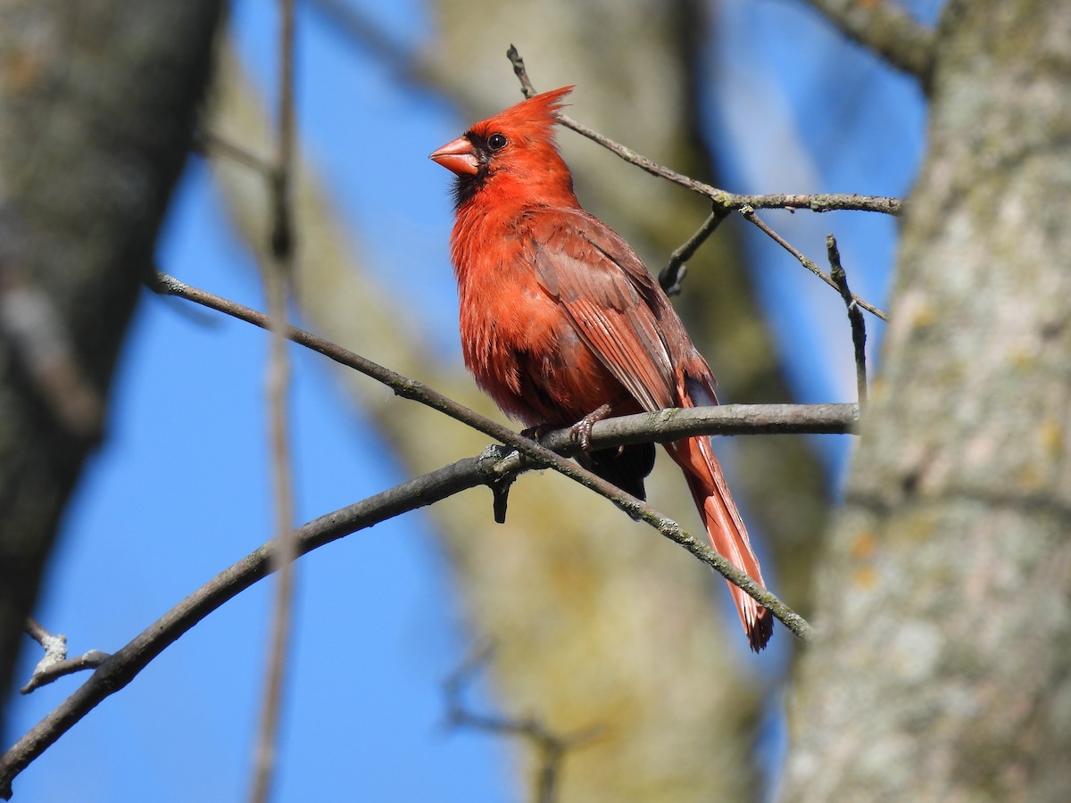 Cardenal Norteño - ML638360298