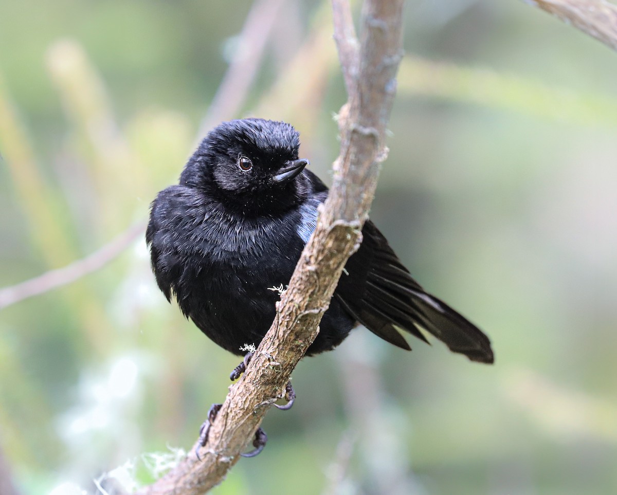 Glossy Flowerpiercer - ML638360305