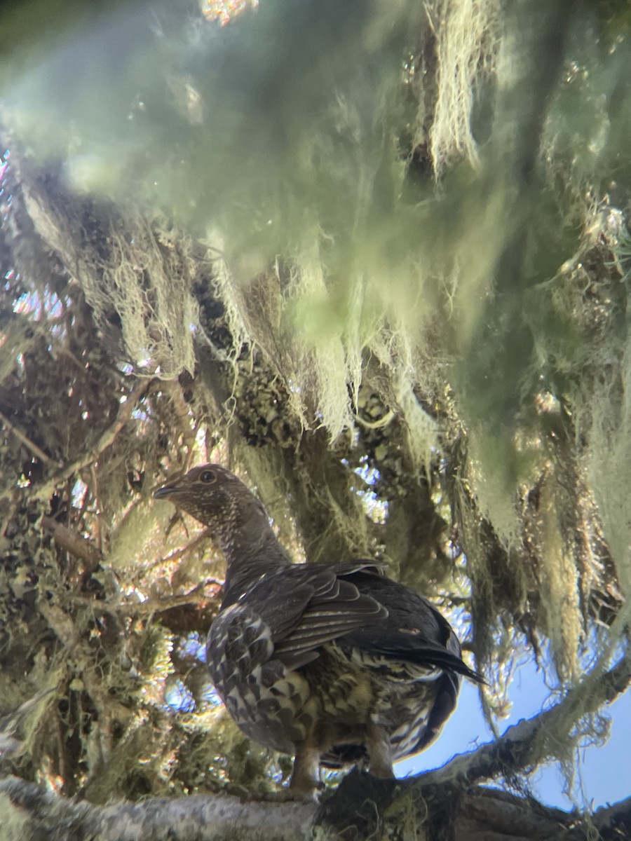 Sooty Grouse - ML638360334