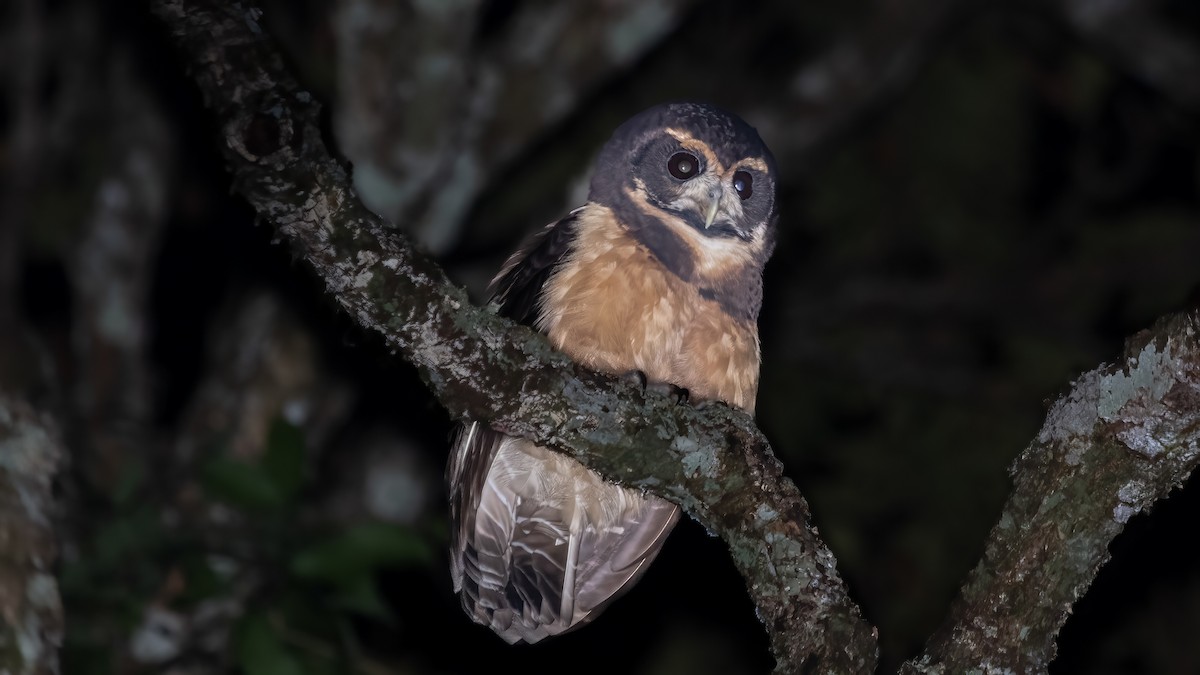 Tawny-browed Owl - ML638360339