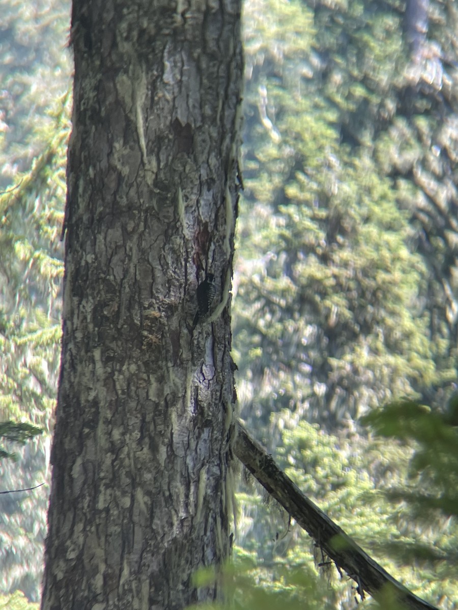 American Three-toed Woodpecker - ML638360345