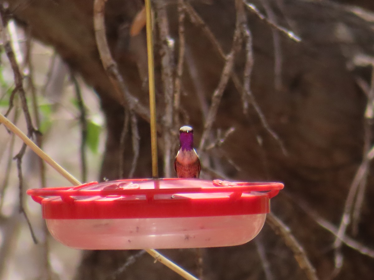 Lucifer Hummingbird - ML638360399