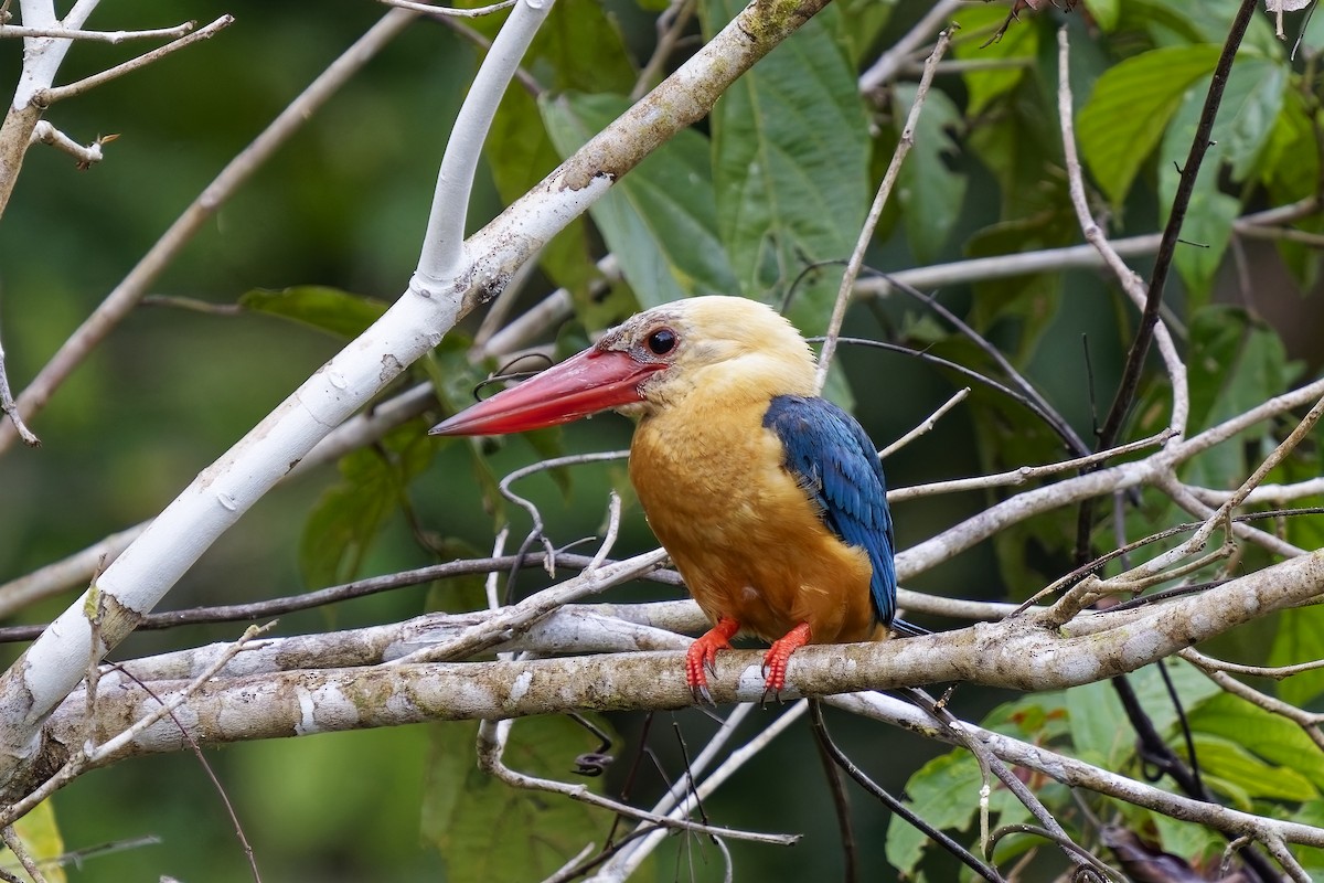 Stork-billed Kingfisher - ML638360400