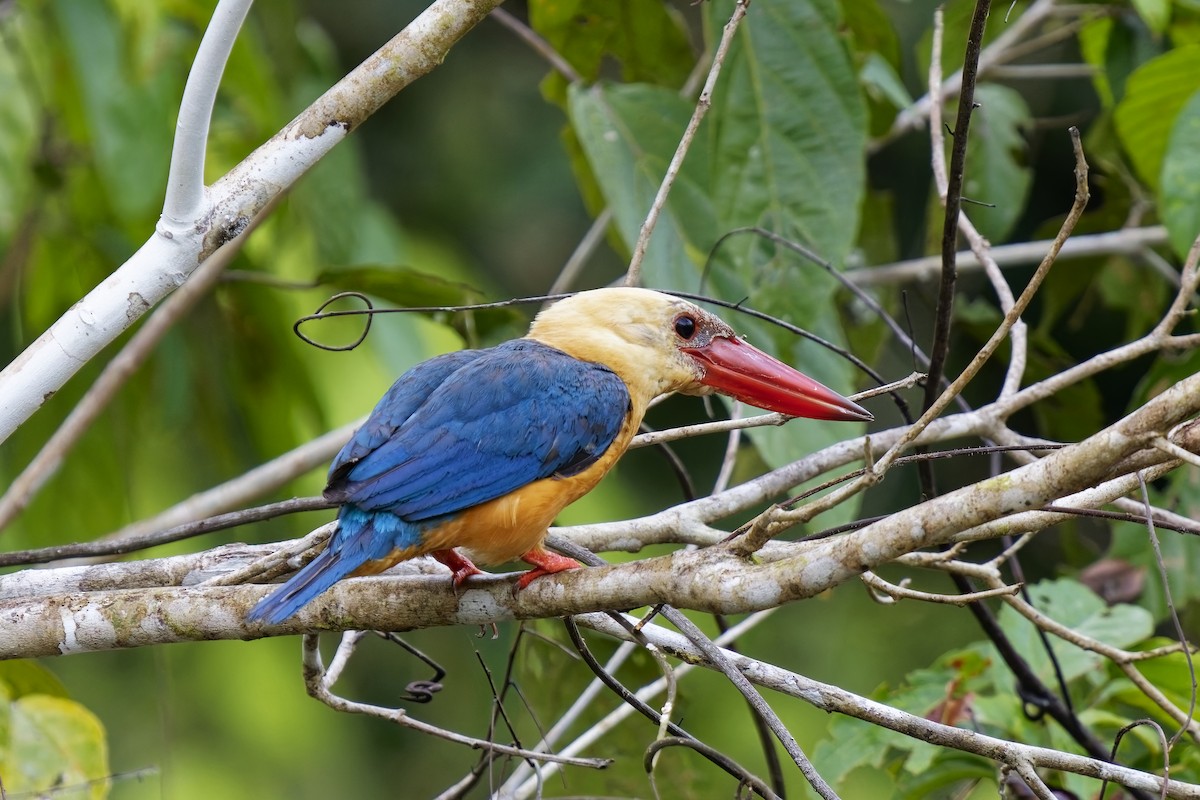 Stork-billed Kingfisher - ML638360401