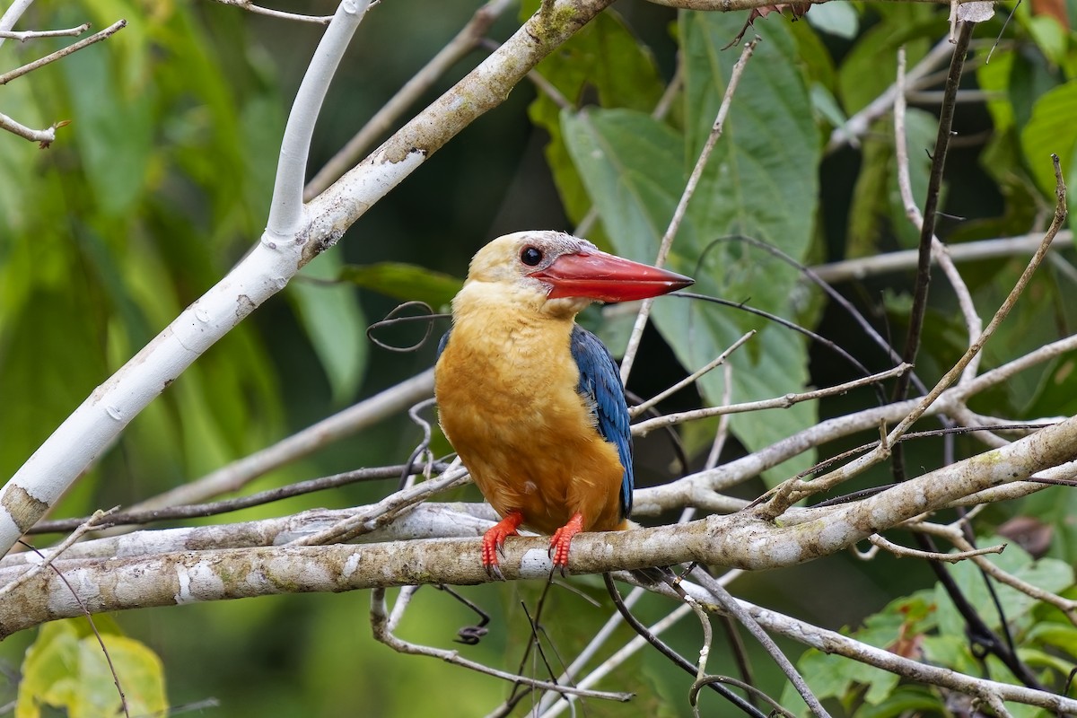 Stork-billed Kingfisher - ML638360402