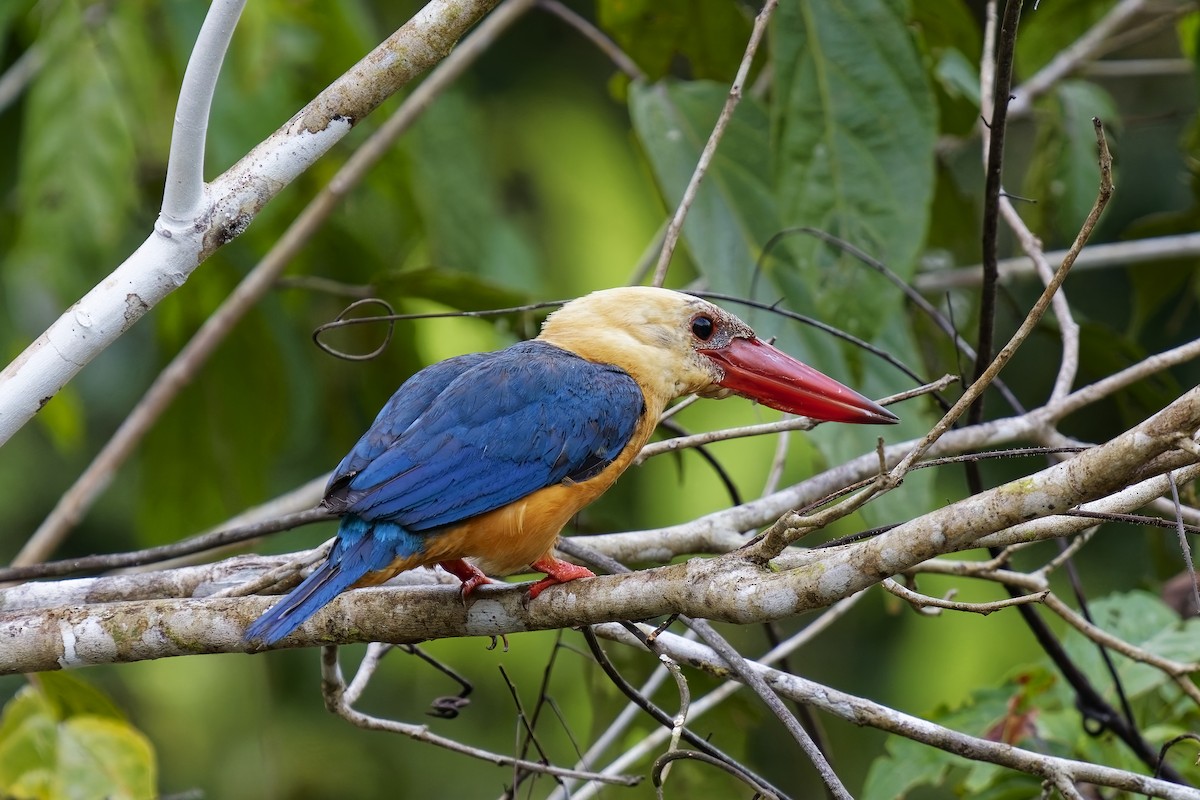 Stork-billed Kingfisher - ML638360412
