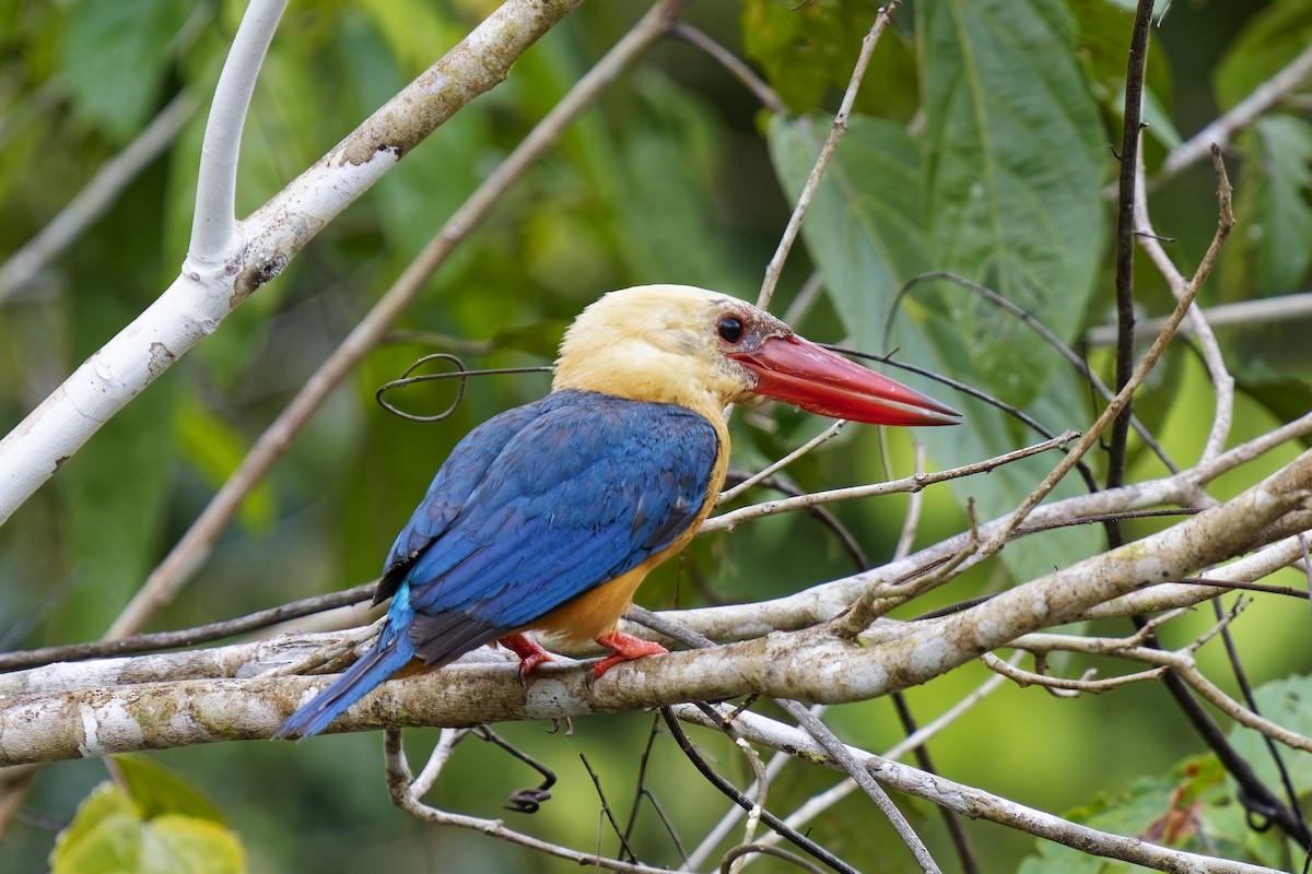 Stork-billed Kingfisher - ML638360413