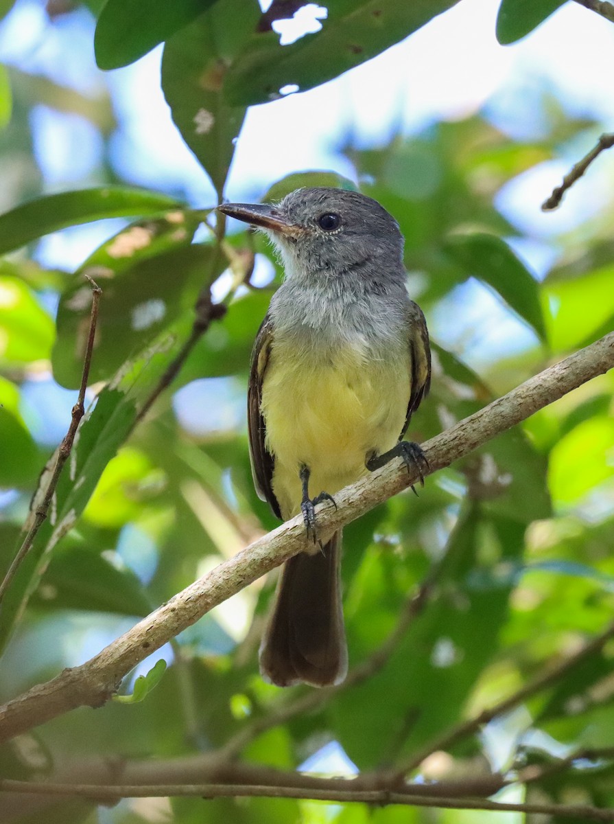 Panama Flycatcher - ML638360418