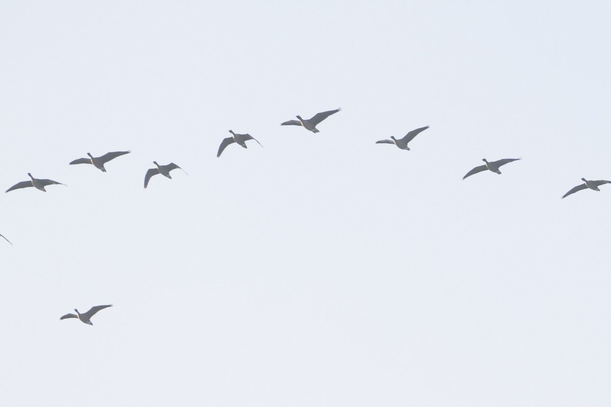 Pink-footed Goose - ML638360460