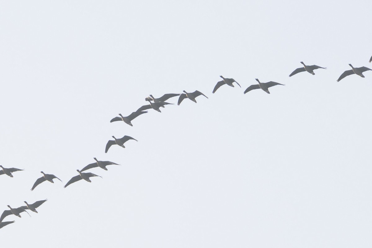 Pink-footed Goose - ML638360461