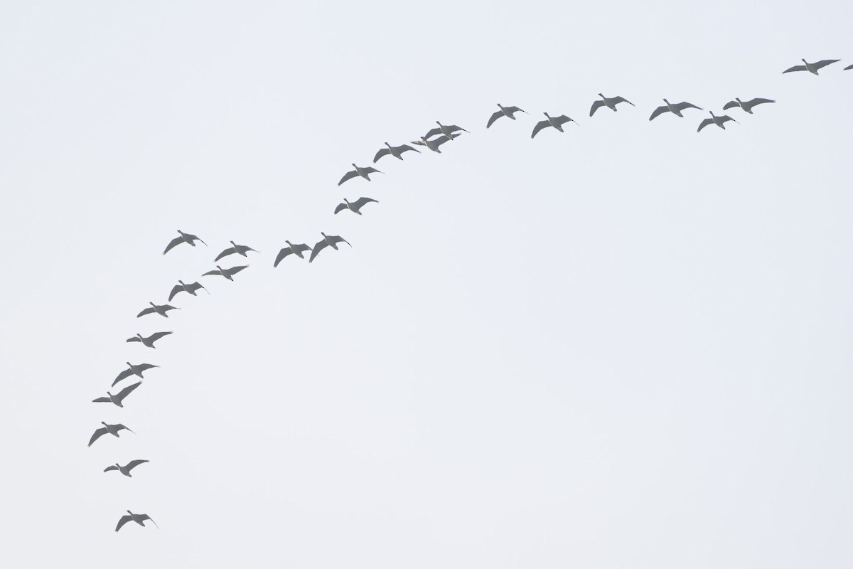 Pink-footed Goose - ML638360462