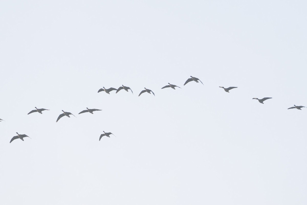Pink-footed Goose - ML638360463