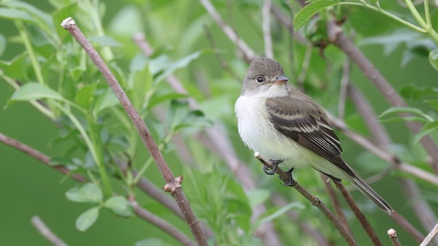 Willow Flycatcher - ML638360469