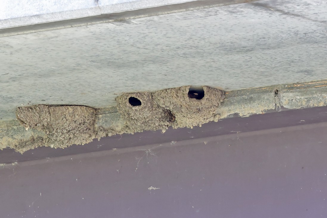 Cliff Swallow - ML638360480