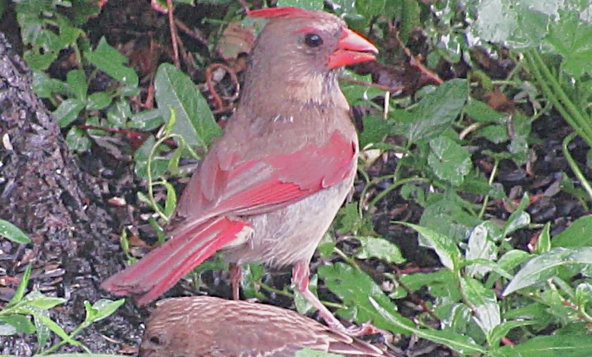 Cardenal Norteño - ML638360485