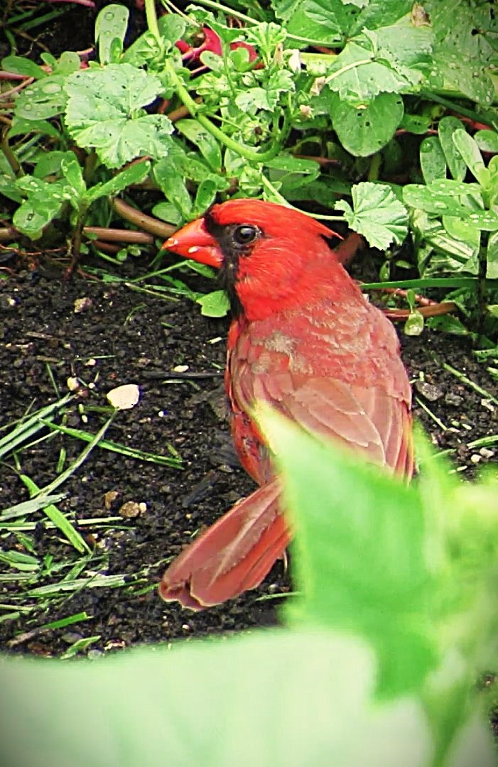 Cardenal Norteño - ML638360493