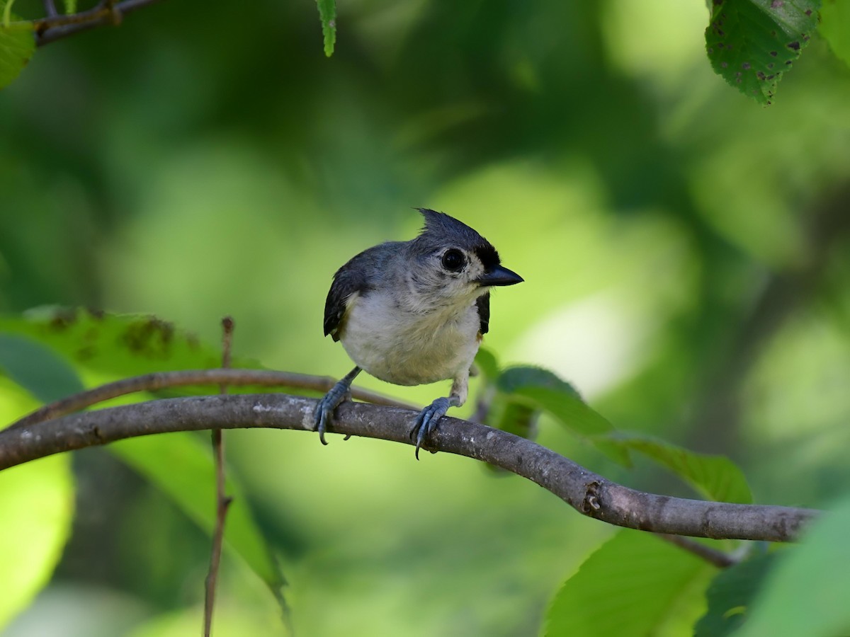 Tufted Titmouse - ML638360494