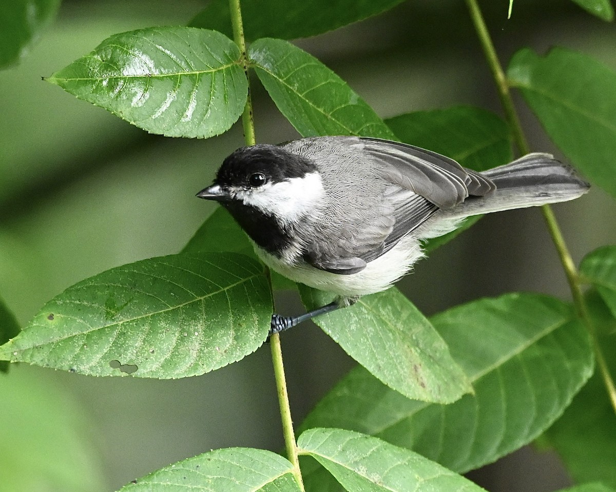 Carolina Chickadee - ML638360502
