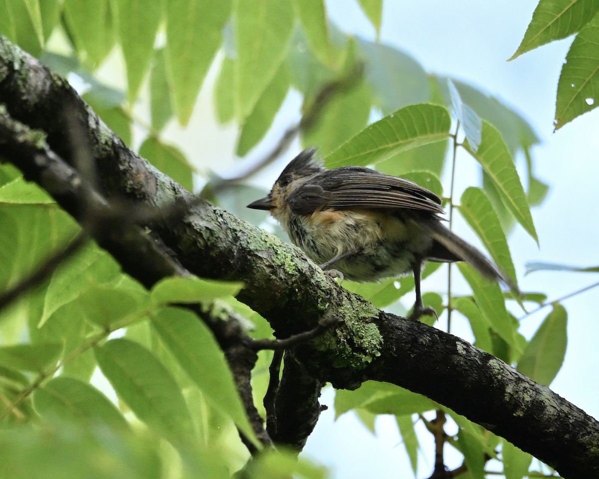 Tufted Titmouse - ML638360507