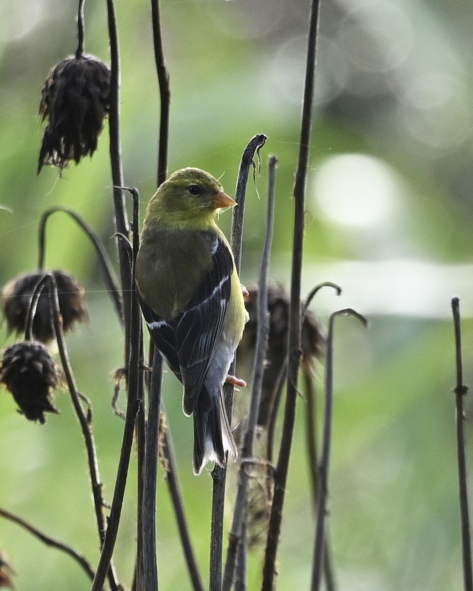 American Goldfinch - ML638360528