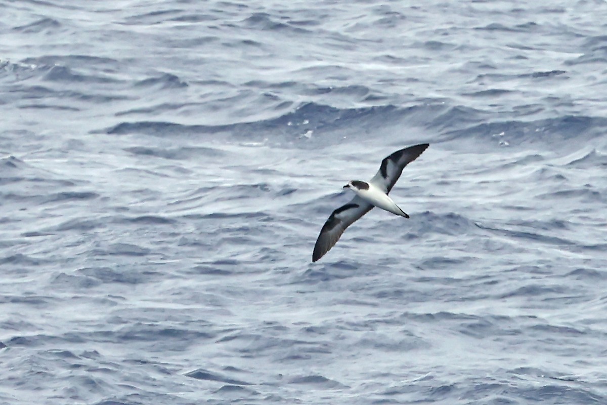 Bonin Petrel - ML638360539