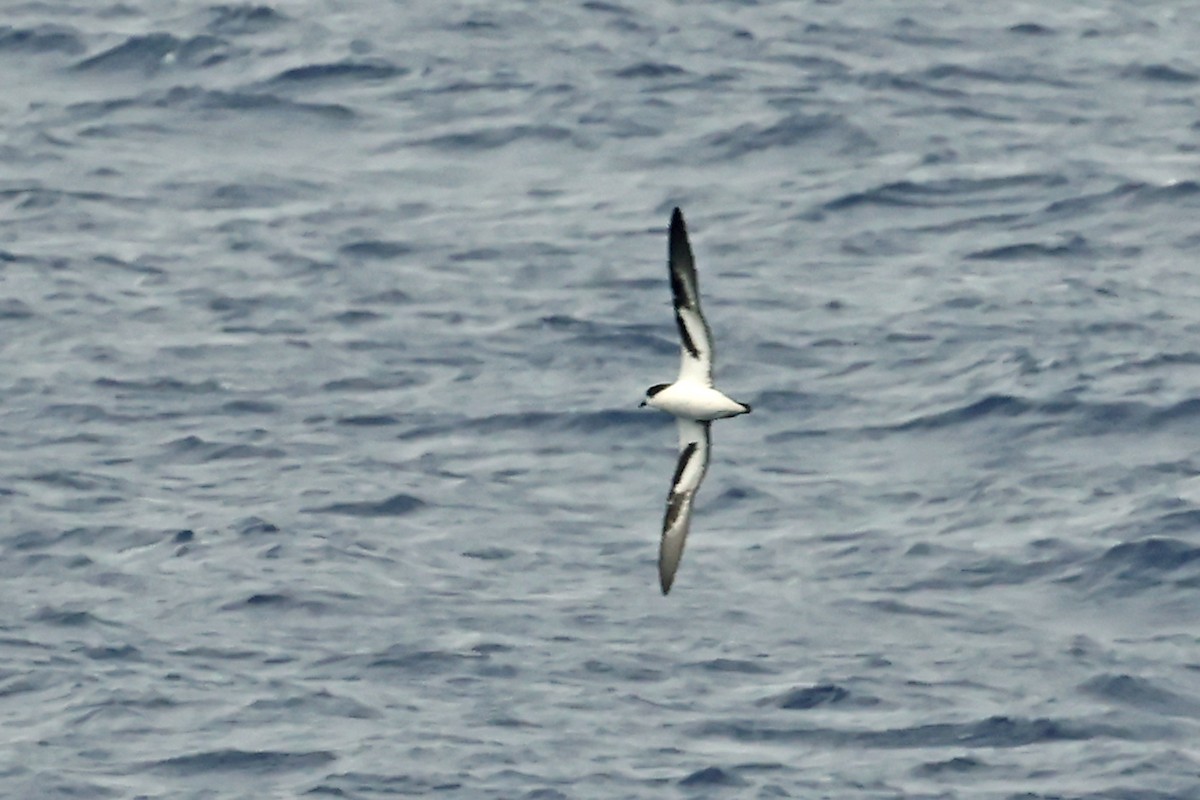 Bonin Petrel - ML638360541