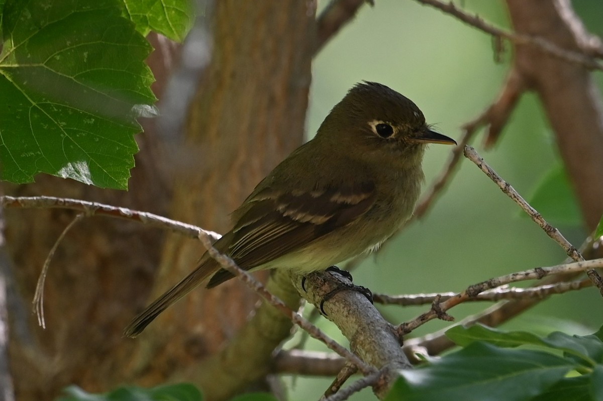 Western Flycatcher - ML638360544