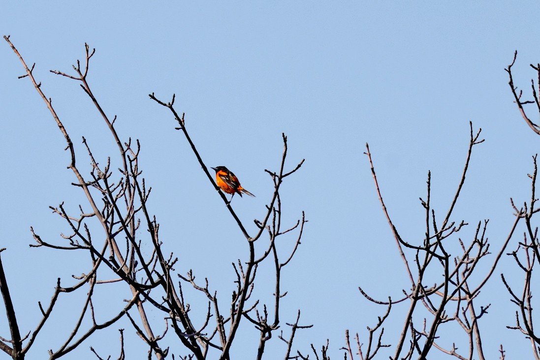 Oriole de Baltimore - ML638360558