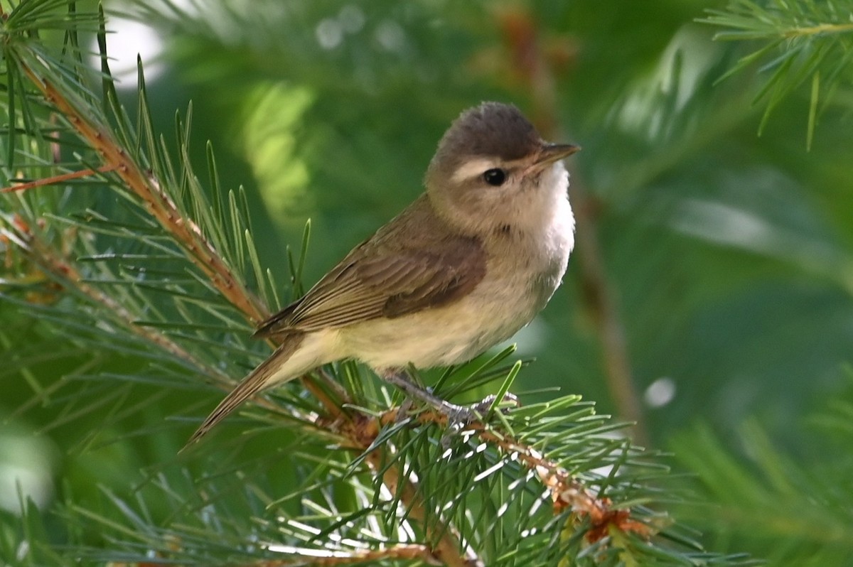 Warbling Vireo - ML638360559