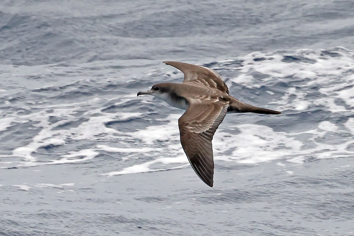 Wedge-tailed Shearwater - ML638360560