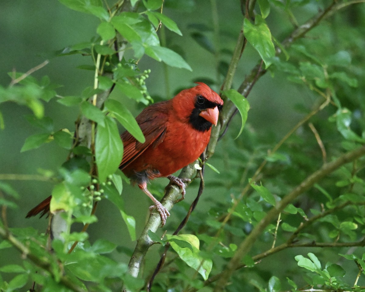 Cardenal Norteño - ML638360561