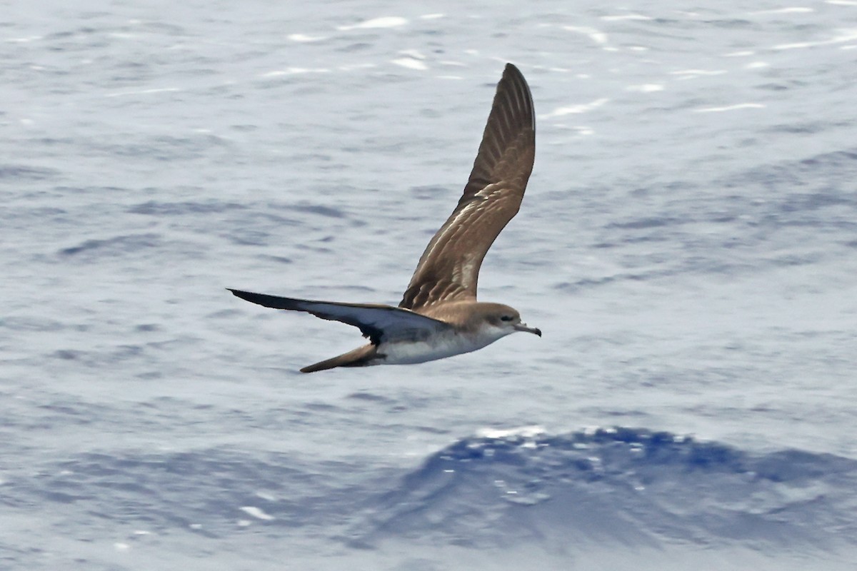 Wedge-tailed Shearwater - ML638360565