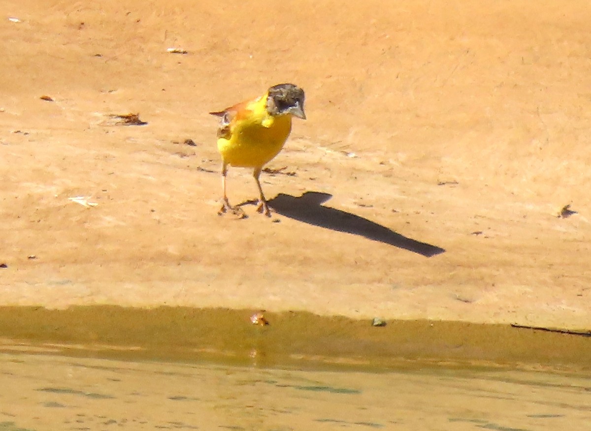 Black-headed Bunting - ML638360579