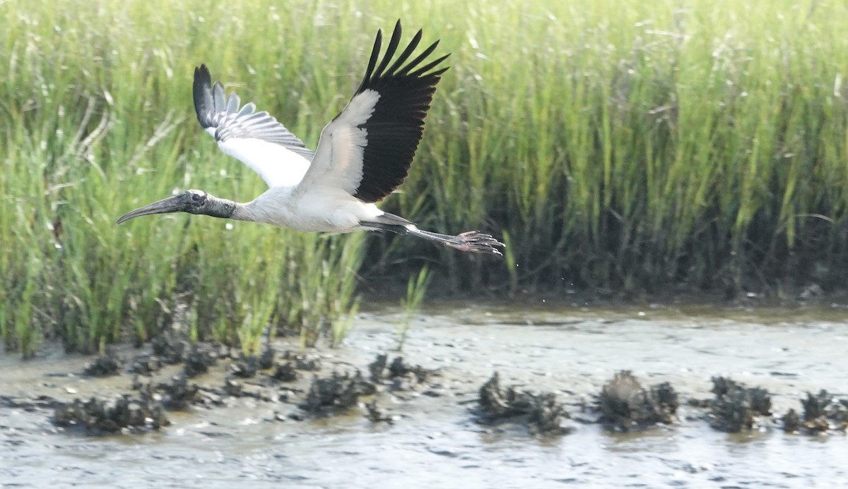 Wood Stork - ML638360589