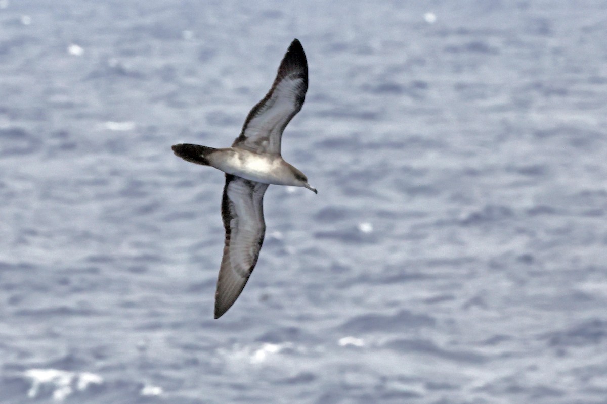 Wedge-tailed Shearwater - ML638360593