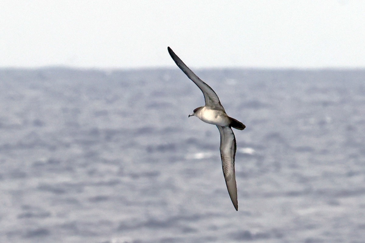 Wedge-tailed Shearwater - ML638360594