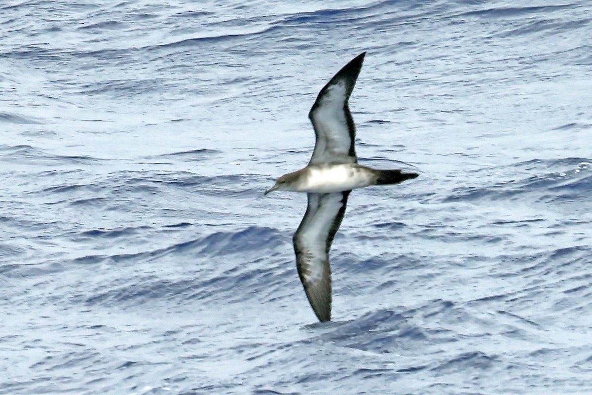 Wedge-tailed Shearwater - ML638360595