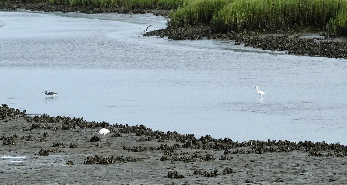 Little Blue Heron - ML638360597