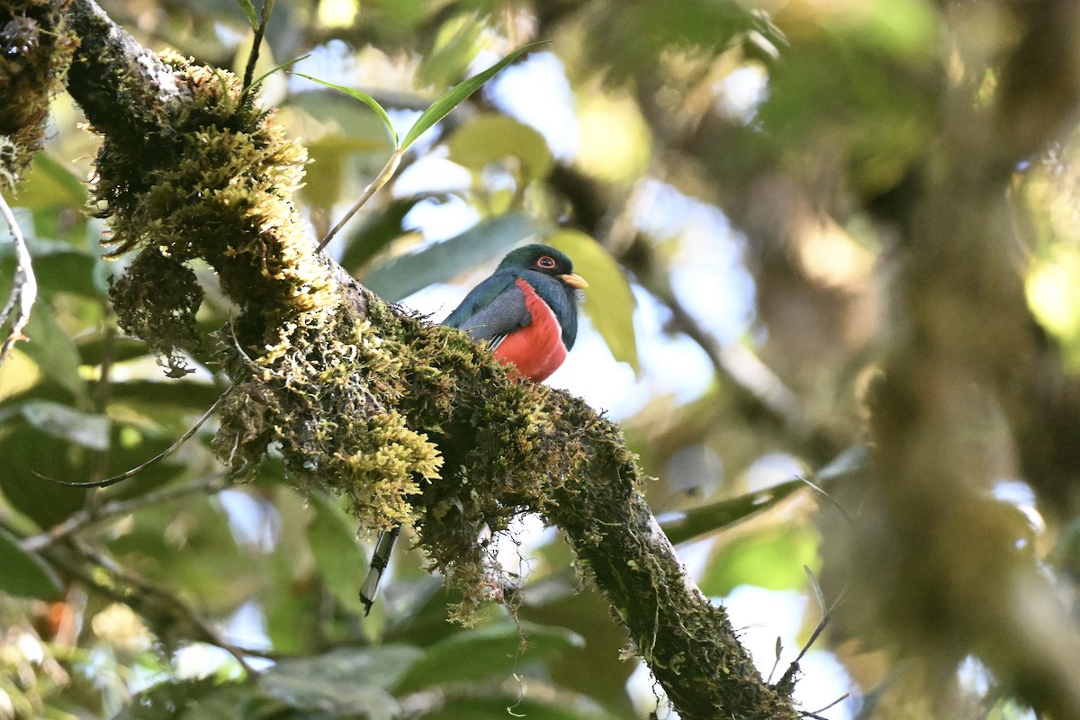 Masked Trogon - ML638360598