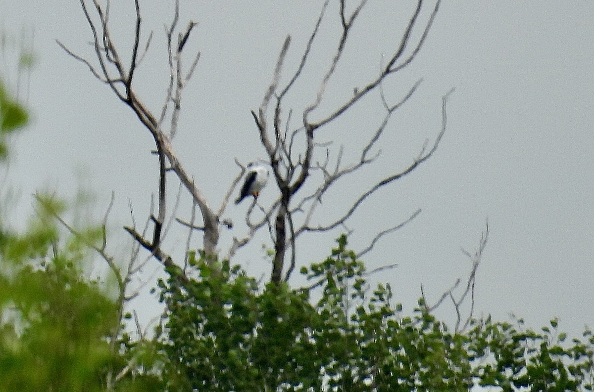White-tailed Kite - ML638360599
