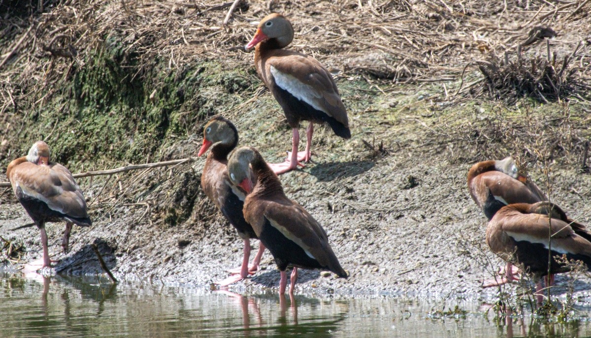 Black-bellied Whistling-Duck - ML638360600