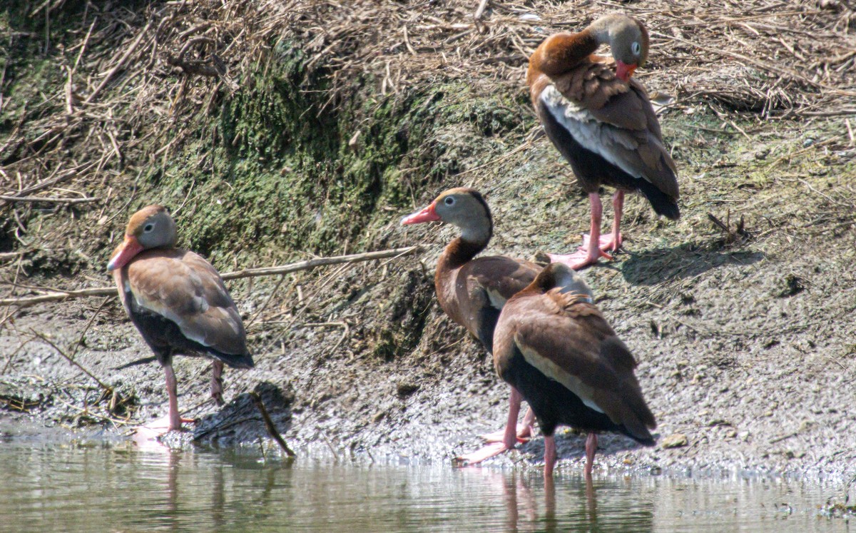 Black-bellied Whistling-Duck - ML638360601